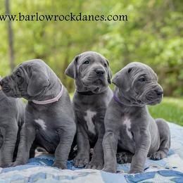 Great Danes from Barlow Rock Danes