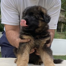 German Shepherd Puppies from Khanguard German Shepherds
