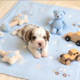 Henry - Blenheim male Cavalier King Charles Spaniel puppy in Pennsylvania from Julie's Cavalier King Charles Spaniels