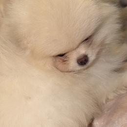 Pomeranians from Tampa Bay Pomeranians