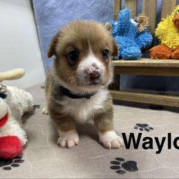 Waylon - Red male Pembroke Welsh Corgi puppy in Apison, Tennessee from Ashmore Corgis