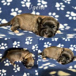 Ugene - Cream male Lhasa Apso puppy in Cincinnati, Ohio from Shangri-La Lhasa Apsos