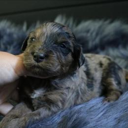 Gunner - Merle male Goldendoodle puppy in Missouri from Husky Hill Kennel