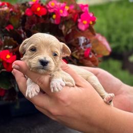 Cotton Candy - Apricot female Goldendoodle puppy in Wharton, Texas from Little Fur Friends