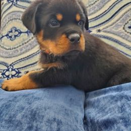 Rottweiler Puppies from HAUS OF RZA