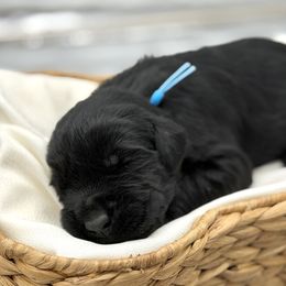 Tater - Black male Giant Schnauzer puppy in Collinsville, Mississippi from Hillside Kennels