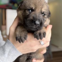 German Shepherd Puppies from Von Dem Flussufer