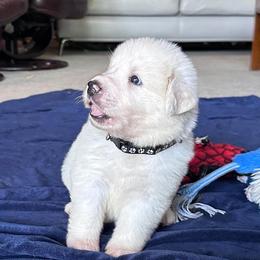 Pooh Bear - White male Great Pyrenees puppy in Murfreesboro, Tennessee from Storybook Tails Farm