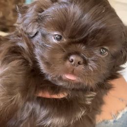 Shih Tzu Puppies from Socal Mother Of Shih Tzus