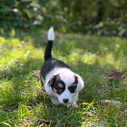 Navy Mismark - Black and white female American Corgi puppy in Hope, Arkansas from Foxy Knoll Farm