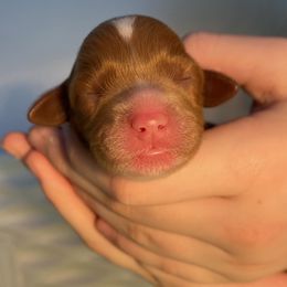 Cavapoo Puppies from Sleeping Bear Kennels