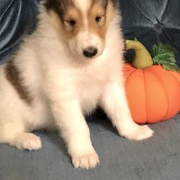 Collie Puppies from Goodwin Collies