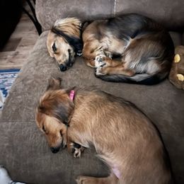 Dachshunds from Irish Paws 23 AKC Dachshunds