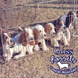 Basset Hound Puppies from Goss Bassets