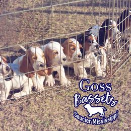 Basset Hound Puppies from Goss Bassets