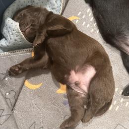Labrador Retriever Puppies from Creekside Canines