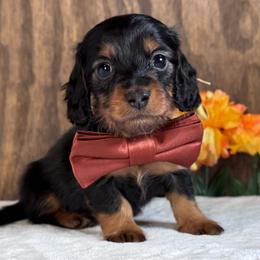Ted - Black and tan male Dachshund puppy in Dothan, Alabama from Little House Pups