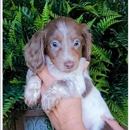Faith - Fawn (isabella) and tan female Dachshund puppy in Phoenix, Arizona from AZ's Prestigious Minature Dachshunds