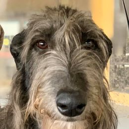 Vanguard - Scottish Deerhound