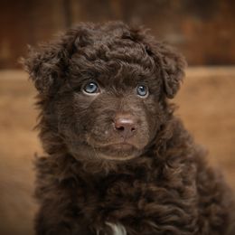 Raoul - Brown male Mudi puppy in Gatlinburg, Tennessee from Greenbrier