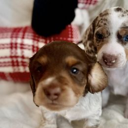 Dachshunds from High Desert Mini Dachshunds