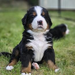 Bernese Mountain Dog Puppies from Rusty Brows Berners