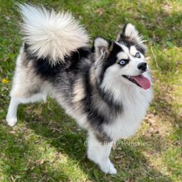 Pomskies from Kayla's Pomskies