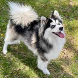Pomskies from Kayla's Pomskies