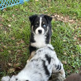Boy 5 - Black tri-color male Australian Shepherd puppy in Lakeland, Florida from Infinite Aussies