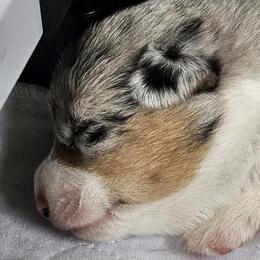 Georgia - Blue merle and white female American Corgi puppy in Neosho, Wisconsin from GC Farms Corgis