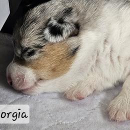 Georgia - Blue merle and white female American Corgi puppy in Neosho, Wisconsin from GC Farms Corgis