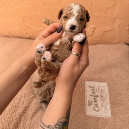 Donato - Apricot male Poodle puppy in Miami, Florida from Sakura Poodles