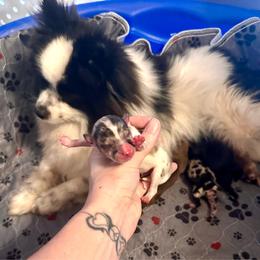 Girl 1 - Blue merle female Pomeranian puppy in Stroud, Oklahoma from Laik’s Little Shihtz & Poms