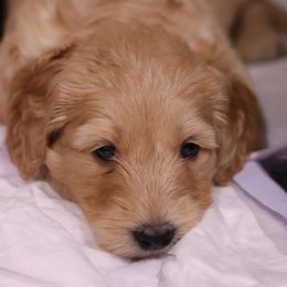 Goldendoodle Puppies from Hogan Family-Raised F1b Gooldendoodles