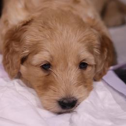 Goldendoodle Puppies from Hogan Family-Raised F1b Gooldendoodles
