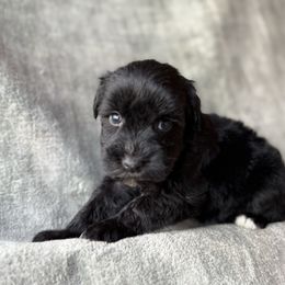 Moon - Black male Miniature Schnauzer puppy in La Mirada, California from SchnauzersRus