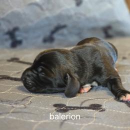 Balerion - Black and white male Basset Hound puppy in Valley, Washington from Enchanted Valley Paws