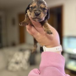 Valentine - Sable male Dachshund puppy in Mc Alester, Ok, Oklahoma from New Hope Miniature Dachshunds