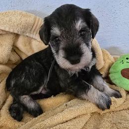 Gray collar - Salt and pepper male Miniature Schnauzer puppy in Winston Salem, North Carolina from Southpaw Schnauzers