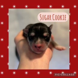 Sugar Cookie - Gray and white female Siberian Husky puppy in Southampton, New Jersey from First Frost Kennels