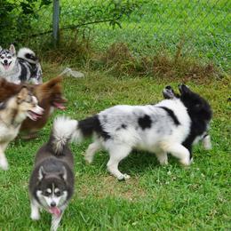 Pomsky, Shetland Sheepdog, and Toy Shetland Sheepdog Puppies from Mountain High Kennels