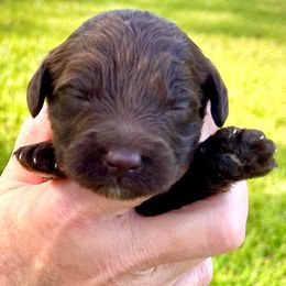 Maple - Chocolate female Goldendoodle puppy in Arlington, Texas from Kel's Tails Poodles & Doodles