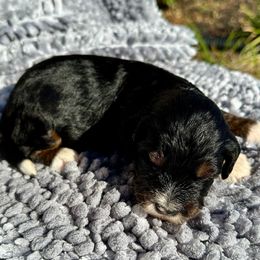 Slate - Tri-color male Bernedoodle puppy in Royse City, Texas from Platinum Bernedoodles of Texas