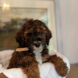 White - Sable female Poodle puppy in Wisconsin Rapids, Wisconsin from Clementi Pearl Golden and Poodle