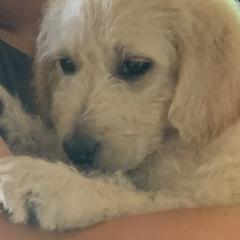 Double Doodle Puppies from Riverside Doodles in Seattle