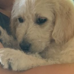 Double Doodle Puppies from Riverside Doodles in Seattle