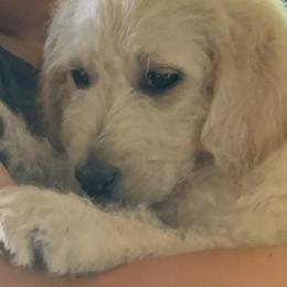 Double Doodle Puppies from Riverside Doodles in Seattle