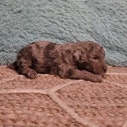 Dot - Merle female Cockapoo puppy in Missouri from KDK Missouri Miniature Poodles