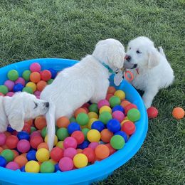Golden Retriever and Jack Russell Terrier Puppies from Shelby Burleson's Golden Retrievers and Jack Russell Terriers