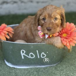 Rolo - Caramel male Australian Labradoodle puppy in Citrus Heights, California from Elite Blend Labradoodles